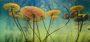 Bureaublad Met Eilanden Het