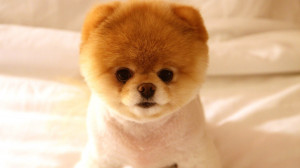 Pomeranian puppy wallpaper