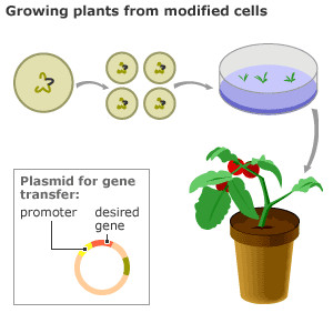 In Pictures: How a plant is genetically modified
