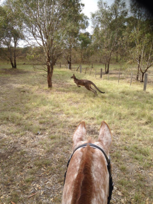 appaloosa horses