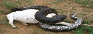 Anaconda Snake Eating People