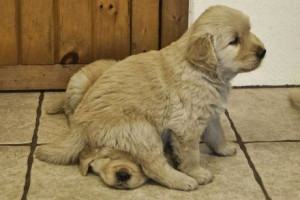 Like Puppies? Check out these amazing Puppy Pictures!