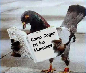 Foto Graciosa: Libro para palomas