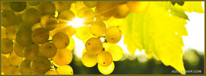 Grape Harvest Facebook Cover