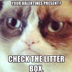 angry cat Funny Things, Cat Quotes, Coolest Cat, Grummpy Cat, Angry ...