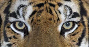 Tigers have eyes with round pupils, unlike domestic cats, which ...