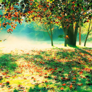 beautiful, color, cute, fall, light, nature, photo, photography ...