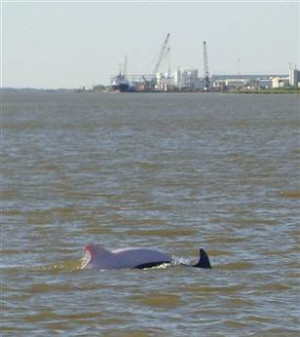 Image: Pink dolphin south of Lake Charles, La.
