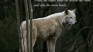 ... Wolf Black, Wolf Winter, Dog Wolf, Abstract Winter, Wisdom Quote, Pack