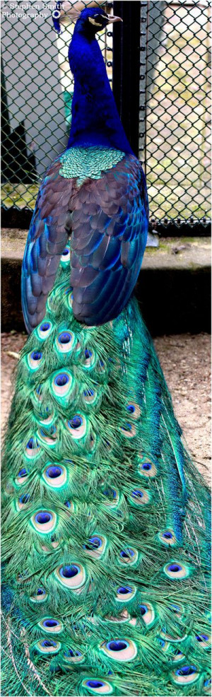 PeacockPeacocks Tail, Colors Peacocks, Peacocks Photography, Beautiful ...