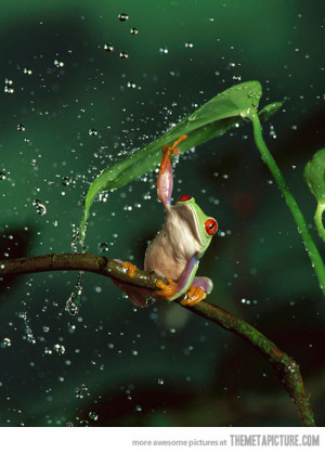 Funny photos funny frog leaf rain umbrella