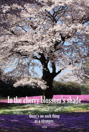 In the cherry blossom’s shade there’s no such thing as a stranger ...