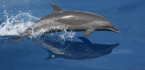 The Northeastern Offshore Spotted Dolphin has a falcate, or sickle ...