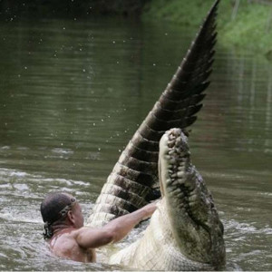 Man vs Crocodile