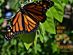 Butterfly Quotes About Life Monarch butterfly image