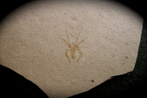 Spider Fossil