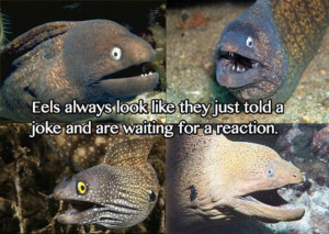 Funny Eel Memes (12 pics)