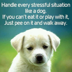 Handle Every Stressful situation like a dog. if you can't eat it or ...