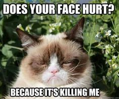 Grumpy Grouchy Angry Ragdoll Cat meme humor watercolor print Svetlana ...