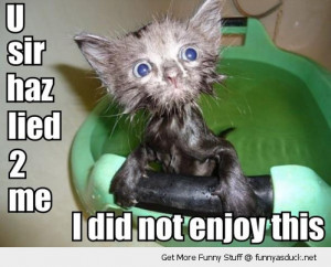 wet cat kitten lied bath animal sad angry funny pics pictures pic ...