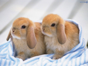 Baby Bunnies baby bunnies