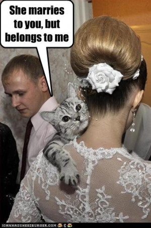 0a560_funny-pictures-cat-owns-bride.jpg#cat%20brides