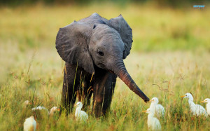 25 Cute Baby Elephant Pictures