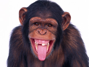 ... monkey downloads 2024 tags monkey chimpanzee wild animal views 2270