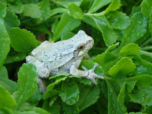 Description White Tree Frog
