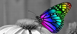 The Butterfly – A Story About Life