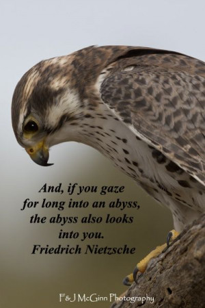 ... falcon by Florence McGinn -- Explore nature quotes at http://www
