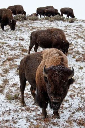 ... American Buffalo, Beautiful Creatures, Animal, Yellowstone National