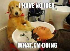 The Dog Spa - Return to Funny Animal Pictures Home Page