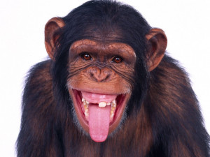 Happy monkey and I both wish you a happy Labor Day.
