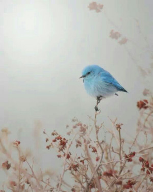 Pretty little blue bird