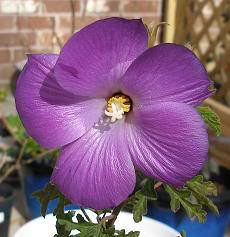 Purple Hibiscus Image