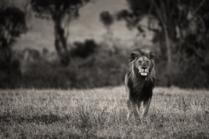 The king of the jungle calmly walks through his land in Africa. We ...