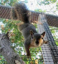 Gallery of Squirrel Food Diet