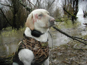 Re: WAterfowl hunting dogs?