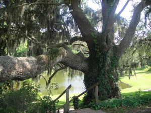 ... dripping with Spanish moss in Charleston, South Carolina (below