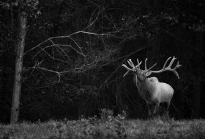 Elk Nontypical Black And White