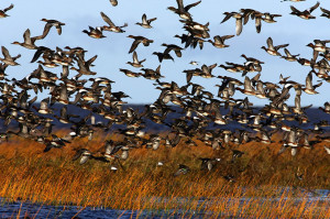 ... Coasts of Pärnu, Estonia. Waterfowl flock in Luitemaa coastal wetland