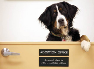 Activists go undercover to thwart puppy mills