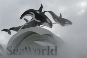 Why Is SeaWorld Allowing Its Killer Whales to Live in Crumbling Pools?