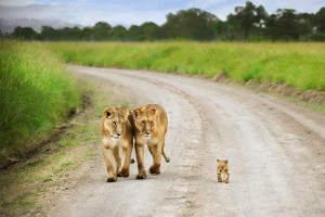 21 Incredible Pics of African lion's, White Lions, Baby Lions