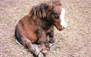 Horse Baby
