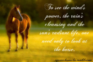 Horse and Rider Quotes Tumblr