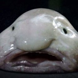 blobfish-ugly-250x250.jpg