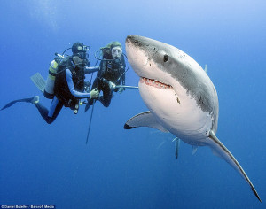 ... logged 24-hours in total diving out of a cage with great white sharks