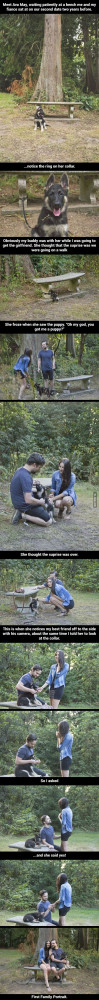 ... , German Shepherds, Puree Perfect, Engagement Ring, Puppy Proposal